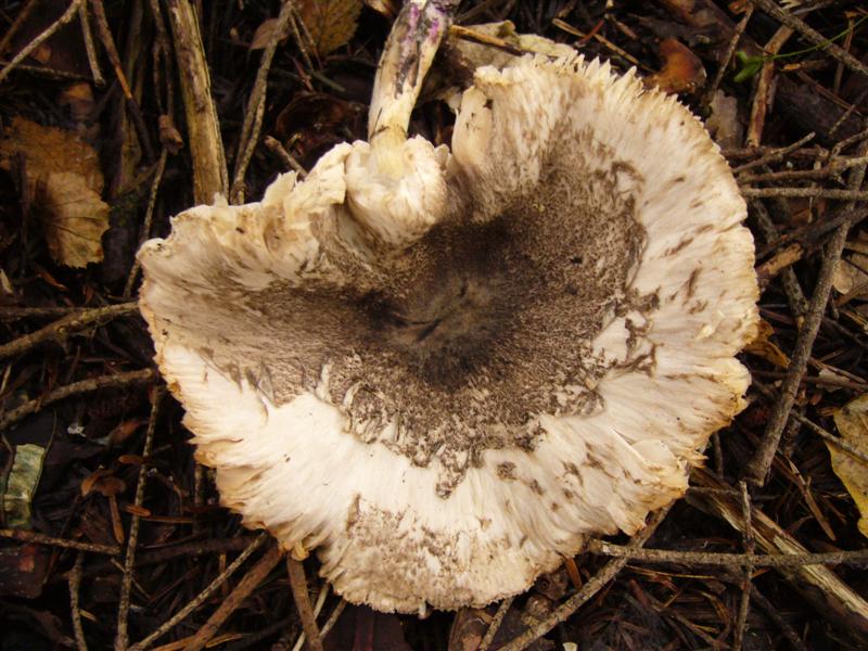 Dubbio Tricholoma